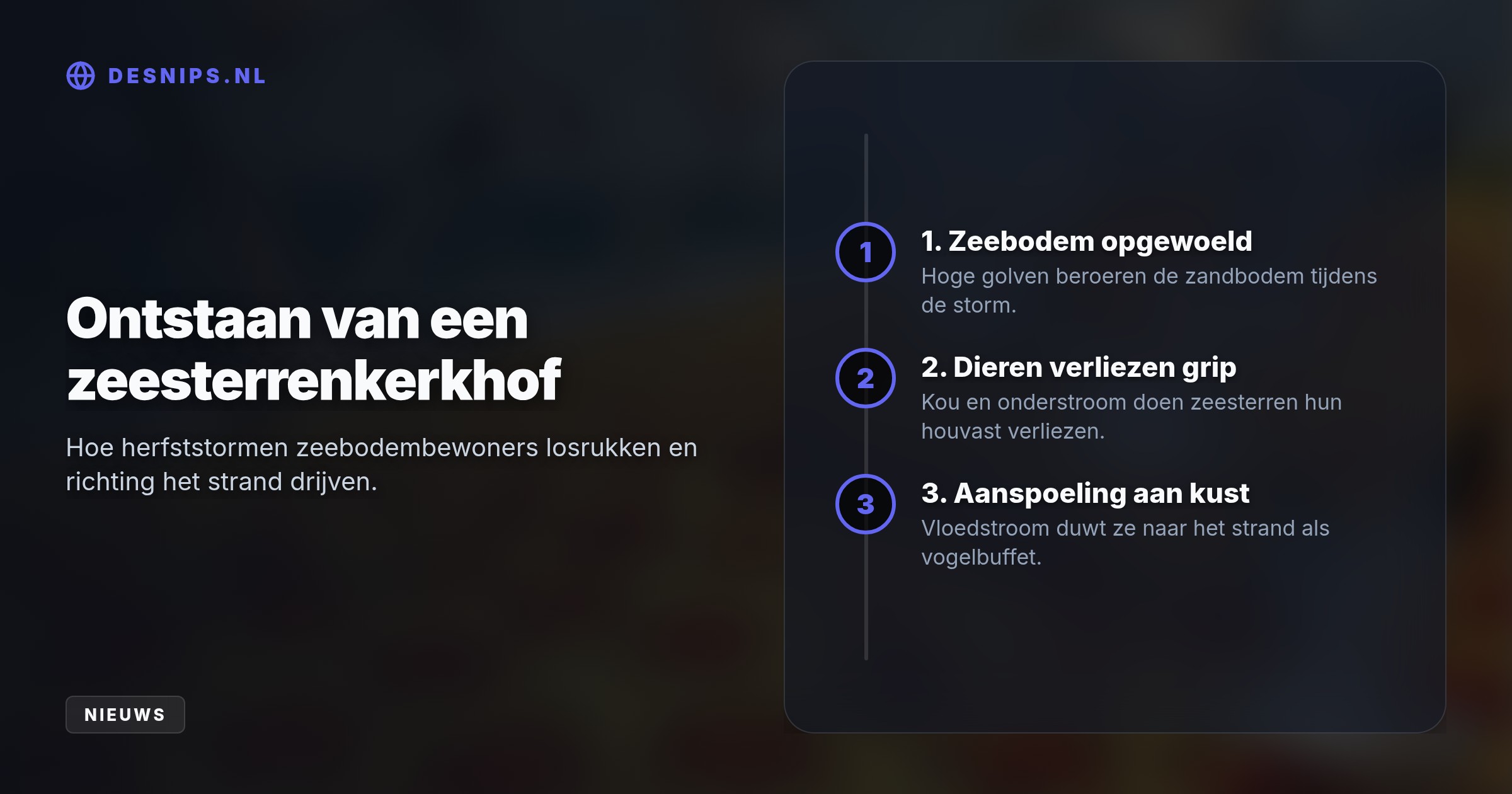Door ruwe zee en kou verloren de stekelhuidigen hun houvast aan de zeebodem. De onderstroom dreef de dieren naar de vloedlijn, waar meeuwen direct van een feestmaal genieten.