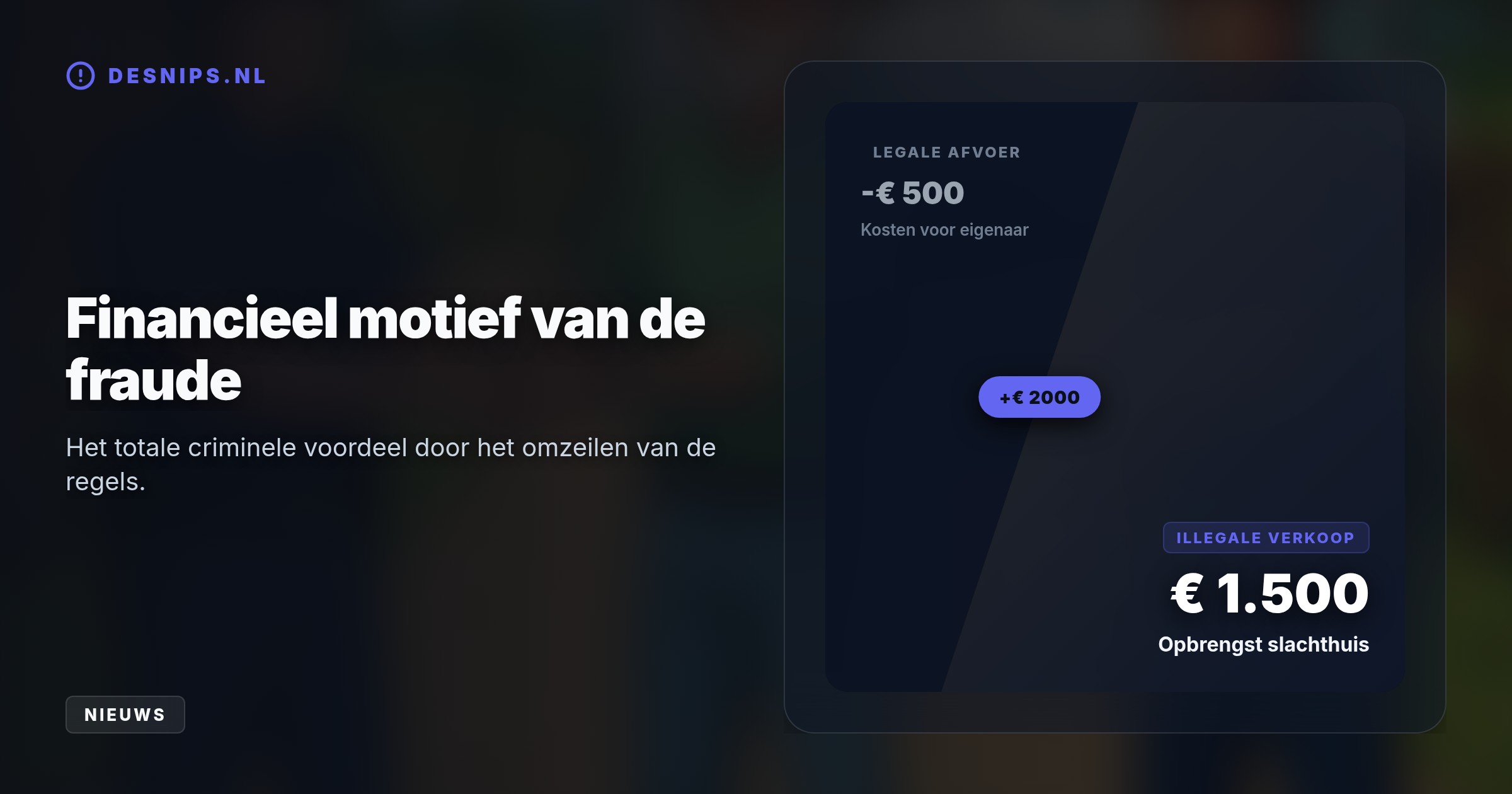 De 45-jarige Belg wordt verdacht van het omkatten van zieke sportpaarden naar consumptievlees met valse paspoorten. Er zijn ook zeven invallen in Nederland gedaan.