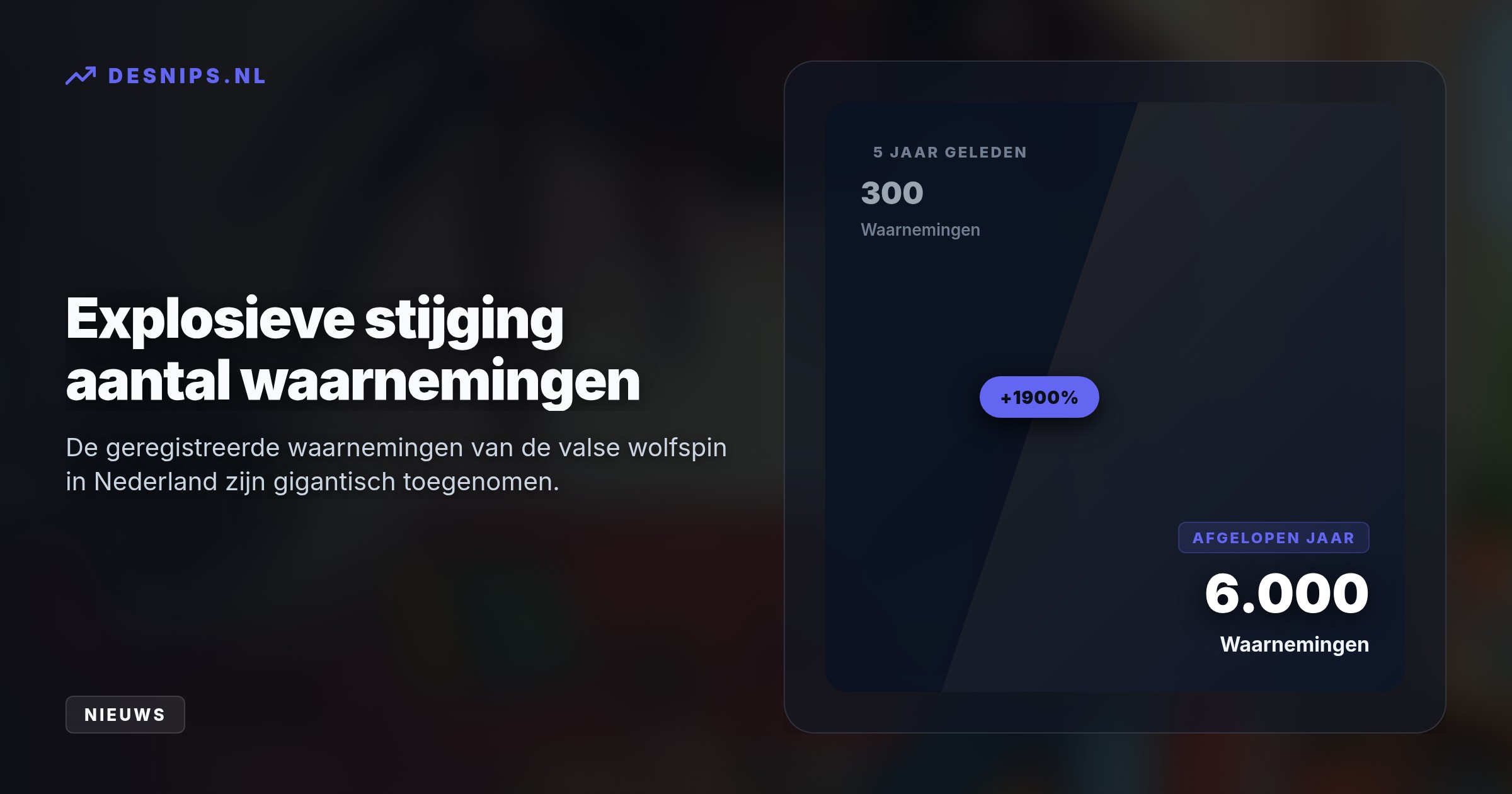 De Zuid-Europese spin maakt geen web maar jaagt actief op de grond. In september dringen de mannetjes vaker huizen binnen op zoek naar een partner.
