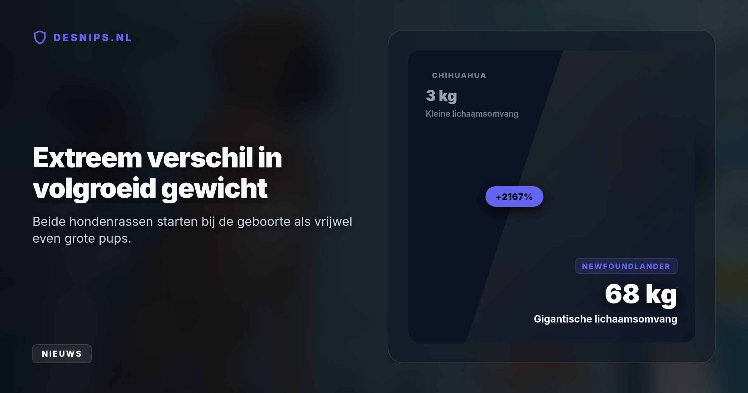 Pups van grote rassen maken een gigantische groeispurt door. Die versnelde celdeling beschadigt hun telomeren en geeft kanker meer kans voordat kankerschilden konden evolueren.