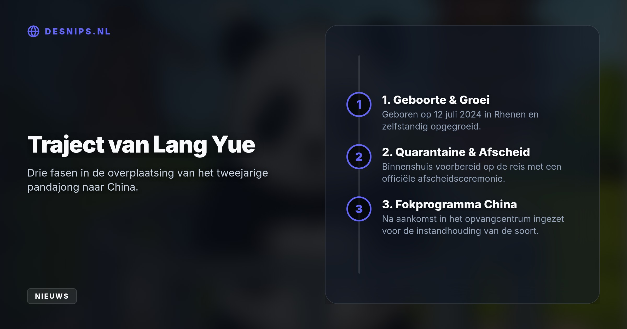 Het tweejarige pandajong is zelfstandig geworden en verhuist conform internationale afspraken naar Azië. Ouders Wu Wen en Xing Ya blijven wel in Rhenen wonen.