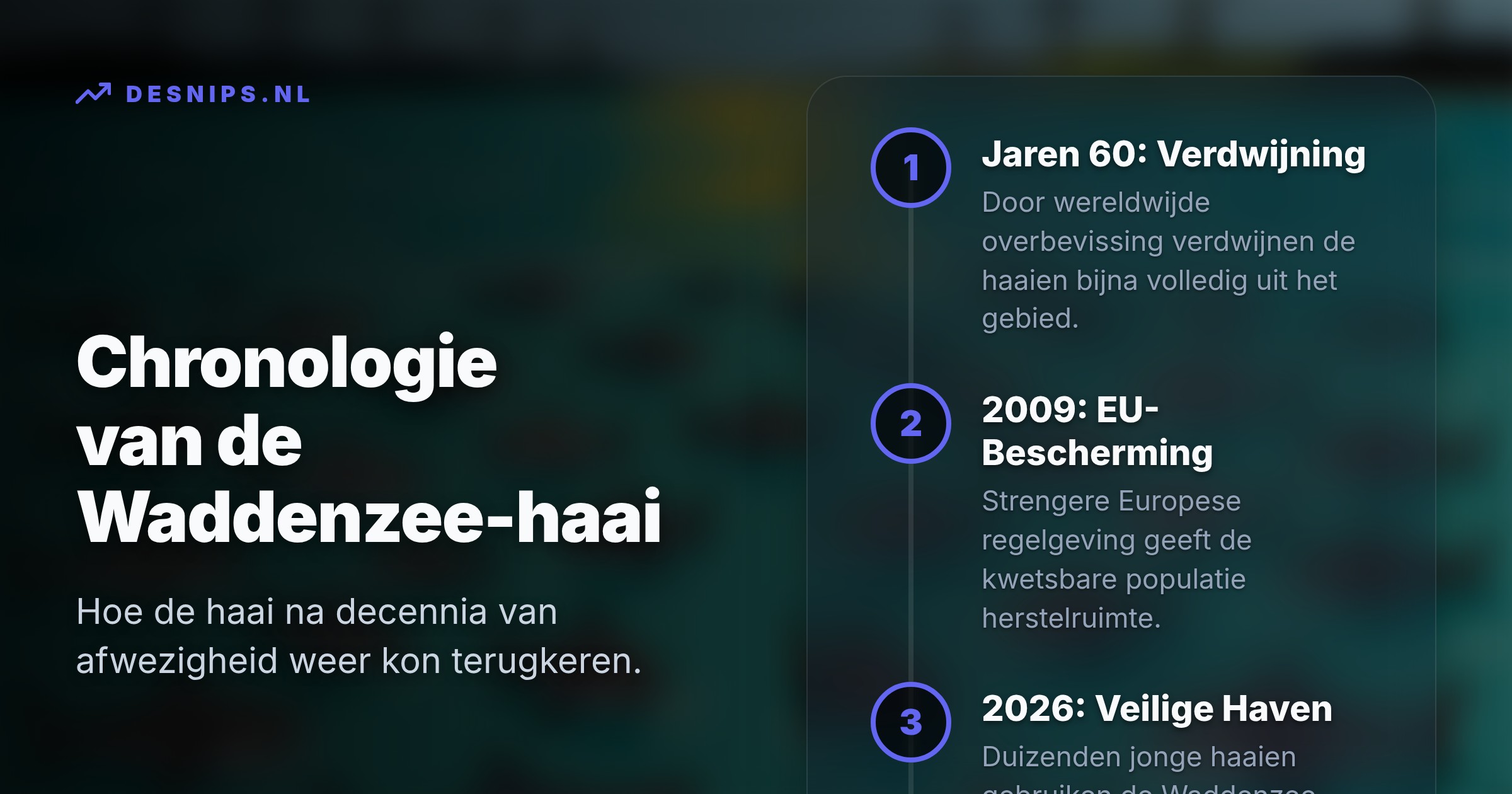 De ongevaarlijke roofvissen gebruiken de ondiepe, beschutte kustwateren puur als een veilige kraamkamer. Hun terugkeer is het bewijs van een herstellende lokale biodiversiteit.